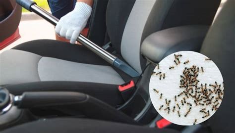 Ants in my car - Bugs despise garlic, catnip, and bay leaves. You can make sprays with these products or place them around the car to deter bugs from coming in. Refresh the stash every week until you don’t see bugs anymore. 2. Remove Food/Beverages. Bugs aren’t going to stick around if there’s nothing for them to munch on.
